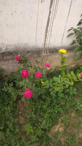 a group of pink roses in a garden at Karma Hostel in Khajurāho