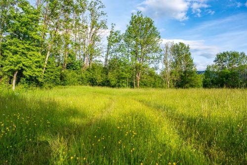 a field of tall grass with trees in the background at Eco House Nevidio in Šavnik