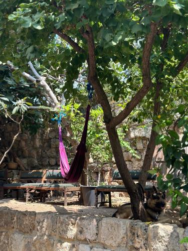 a hammock hanging from a tree next to a bench at Beit Faris Wa Lucia Guesthouse Byblos in Jbeil