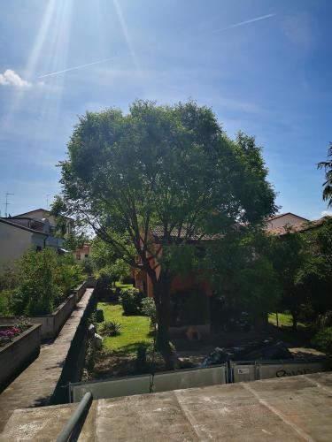 a tree in the middle of a yard at Villa Liberty GHIRADA 1924 in Treviso
