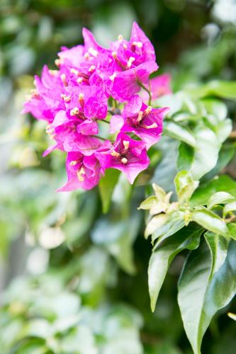 a pink flower on a bush with green leaves at Villas Altos De Marbella in Marbella