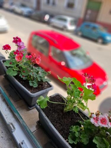 two plants on a window sill with a red car at Central family apartment in Arad
