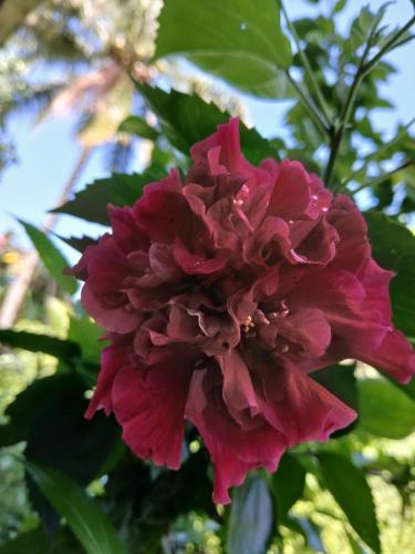 a pink flower in front of some green leaves at DUMA Hostel in Bantinguil