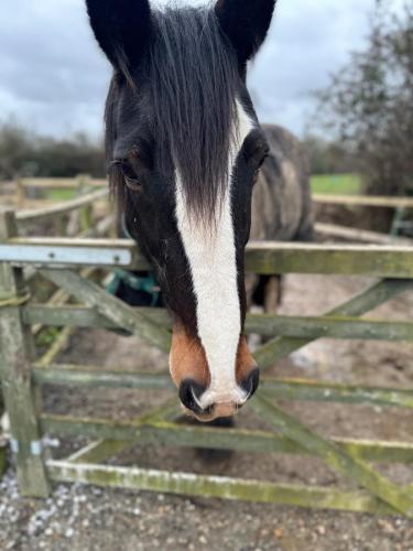 a black and white horse looking over a fence at The Stables & Silos in Braintree