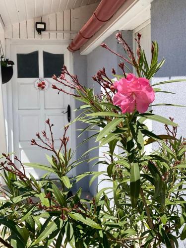 Jardín al aire libre en Vadvirágos
