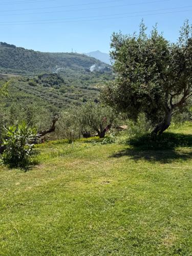 a field with a tree and some green grass at Agrolea in Terme Vigliatore
