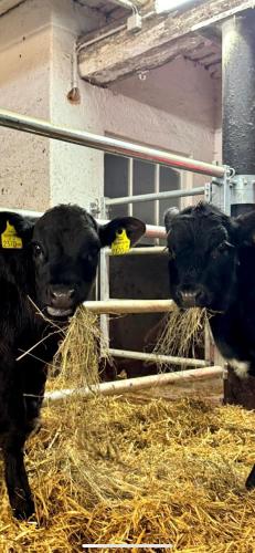 two black cows eating hay in a barn at HOAMAT fürs HERZ, Das kleine Herz in Gröbming