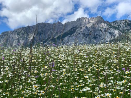 a field of flowers with a mountain in the background at HOAMAT fürs HERZ, Das kleine Herz in Gröbming