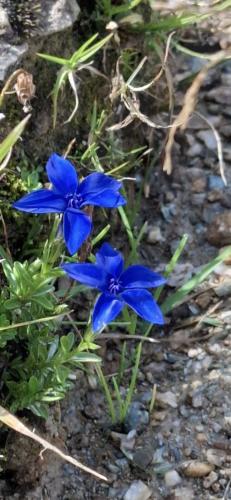 a group of blue flowers on the ground at HOAMAT fürs HERZ, Das kleine Herz in Gröbming
