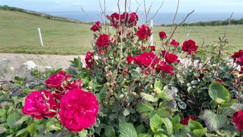 a bunch of red roses in a garden at Ecrin de tranquillité - Centre Village in Barneville-Carteret