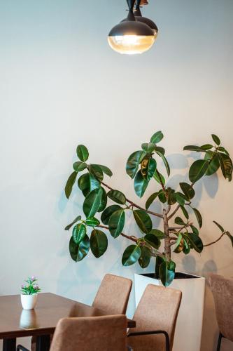 a potted plant in a dining room with a table at Hotel Blini in Shkodër