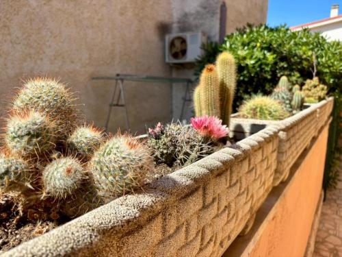 a wall with cacti and other plants in it at B&B Buena Vista in Fiumicino