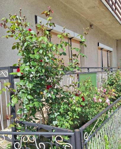 a bush with red flowers on a fence at Relax Rose Apartment in Kulen Vakuf