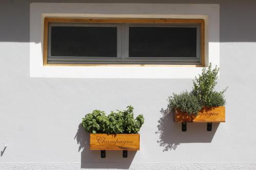 two potted plants are sitting under a window at Pub house in Lucca