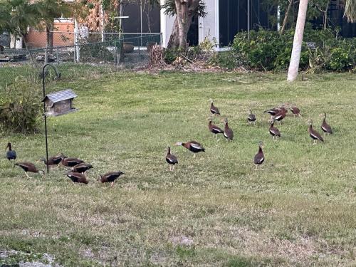 a flock of birds standing in a grass field at Magic Secluded Suite-Pool-Sauna plus Lake View Venice Florida in Venice
