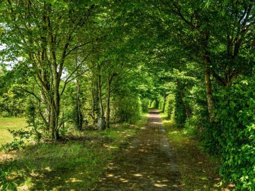 a dirt road with trees on both sides at 4 person holiday home in Hampen in Hampen
