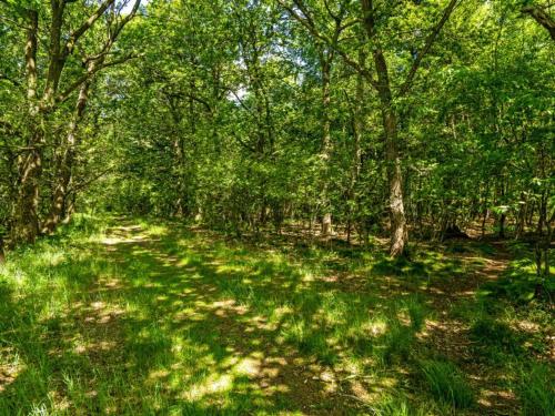 a path in a forest with trees and grass at 4 person holiday home in Hampen in Hampen