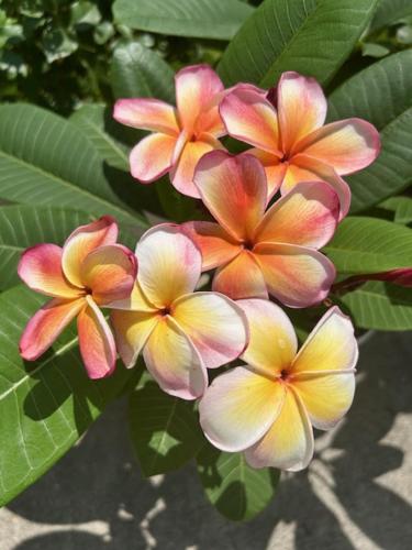 a group of pink and yellow flowers on a plant at Kukuna外房 in Mobara