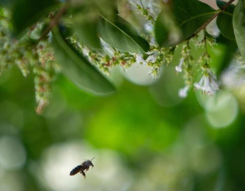 a black bee is sitting on a tree branch at Agroturisme Es Racó De Maria in Maria de la Salut