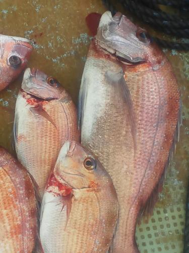 a group of fish sitting in the water at Business Ryokan Akashiya Annex in Akashi