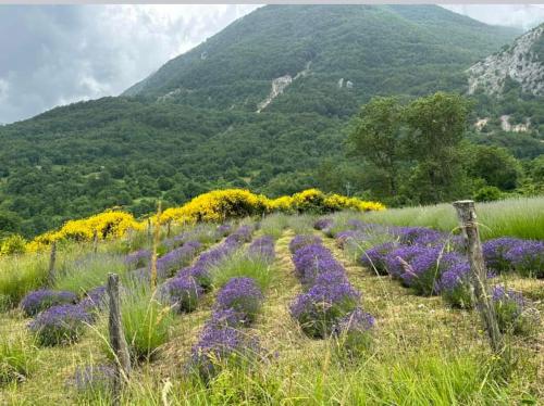a field of purple flowers with mountains in the background at Mariella Vernile in Civitella Roveto