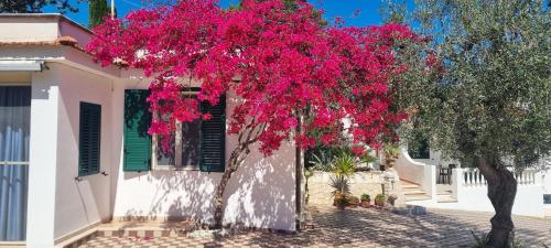 a tree with pink flowers in front of a house at Residence Maresol in Vieste
