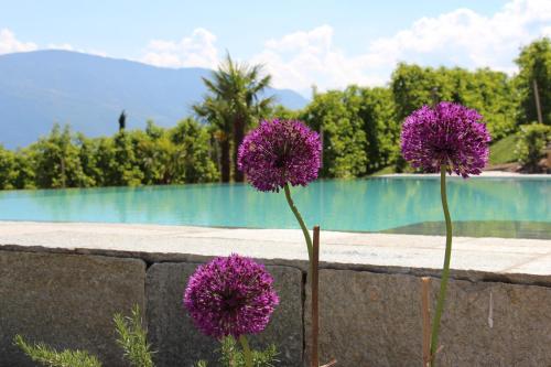 two purple flowers in front of a wall next to a pool at Huebenburg in Appiano sulla Strada del Vino