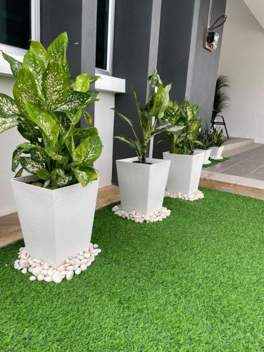 three potted plants sitting on a green carpet at DNikayla Homestay in Jitra