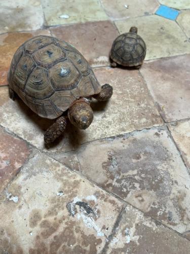 Animales en la casa vacacional o alrededores