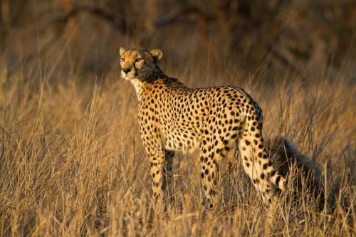 a cheetah standing in a field of tall grass at Ashridge Guesthouse & Safaris in Hazyview