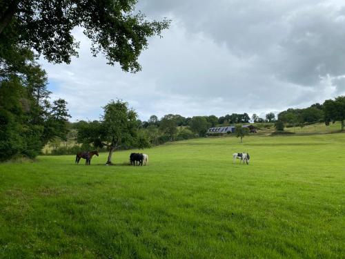 a group of horses grazing in a field at Le Refuge en bois nuit insolite en pleine Nature in Glanville