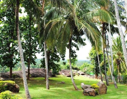 a group of palm trees in a field with grass at Victoria Range Holiday Villas in Kandy