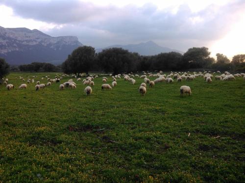 a herd of sheep grazing in a field of grass at Vistamare in Orosei
