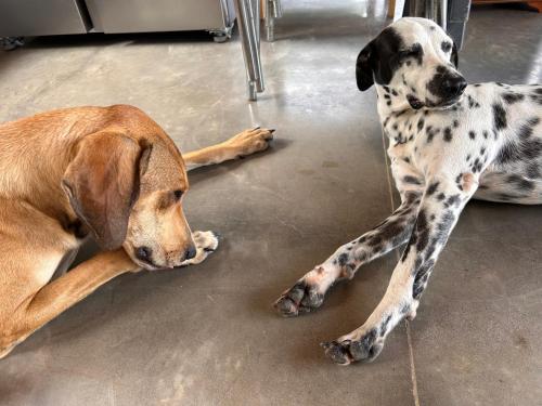 a dog laying on the floor next to another dog at Entre Nubes in Nocaima