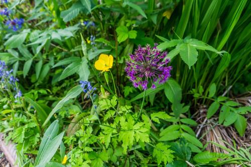 a garden with purple flowers and green plants at Unique City Abode in Durham