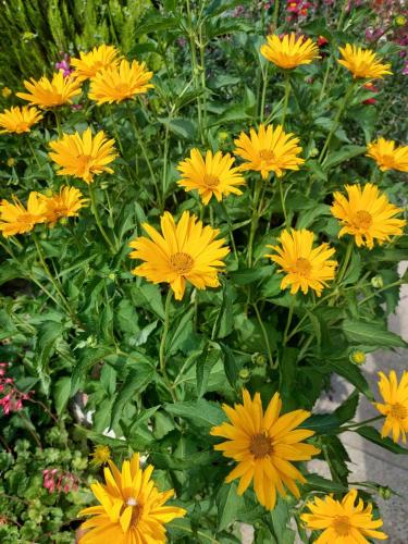 a bunch of yellow flowers in a garden at Family House in Golubac