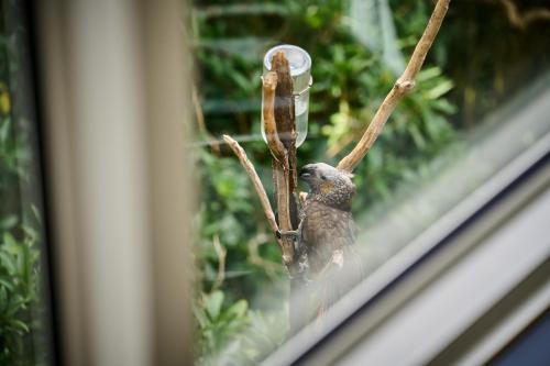 a bird perched on a branch next to a window at Luxury Wellington Accomodation in Wellington