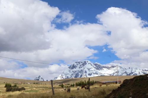 a herd of animals in a field with a snow covered mountain at Casa Cóndor Ausangate in Tinke