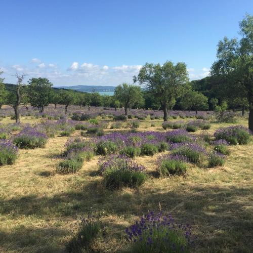 a field of lavender with trees in the background at Sajkod-az Öböl Csendje in Tihany