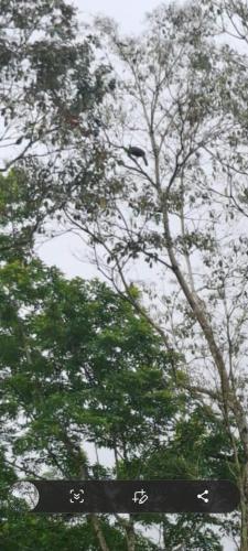 a bird sitting on top of a tree at Hospedaje Rio Celeste Katira, Habitación privada in San Rafael
