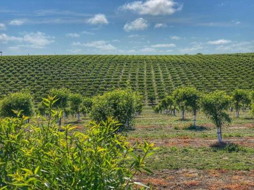a row of trees and bushes in a field at Farmhouse near Montalto di Castro beaches in Montalto di Castro