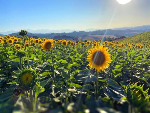 a field of sunflowers with the sun in the background at Apartment in Sant'Angelo near Medieval Town in SantʼAngelo in Vado