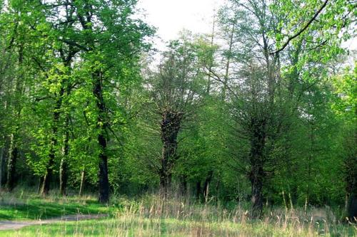 a group of trees in a field with tall grass at Pałac Brody in Brody
