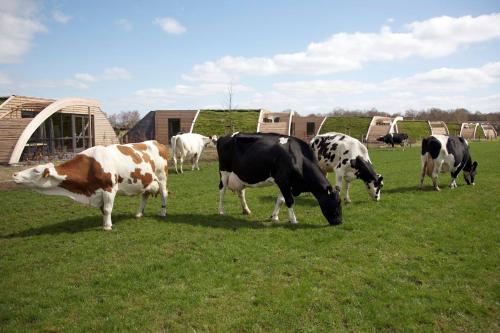 a group of cows grazing in a field of grass at Koe in de Kost in Heeten