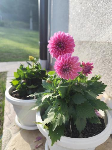 two white pots with pink flowers on a window sill at Ris kuca za odmor in Foča