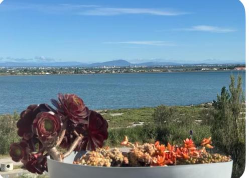 une composition florale dans un pot à côté de l'eau dans l'établissement Appartement 1ère ligne Vue mer, accès direct plage, à Palavas-les-Flots