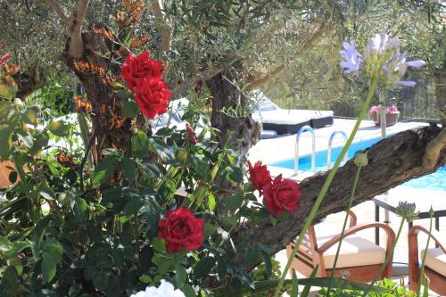 a tree with red roses in front of a pool at Agroturismo Can Pardal in Sant Miquel de Balansat