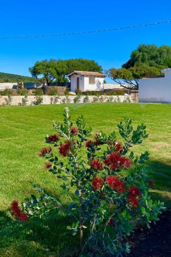 a bush with red flowers in a green field at Tenute Efis in Galtellì