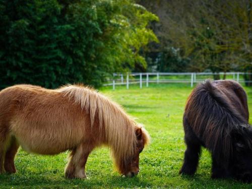 deux poneys miniatures pacant dans un champ d’herbe dans l'établissement LoveRoom Var, à Hyères
