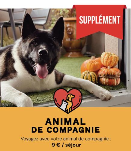a dog laying on the floor next to pumpkins at SERENITY Suite in Vénissieux